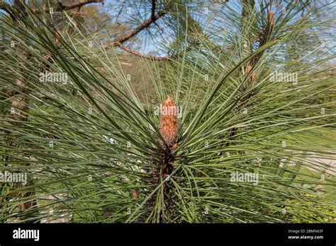 Apache Pine Tree Pinus Engelmannii In A Woodland Landscape In Rural