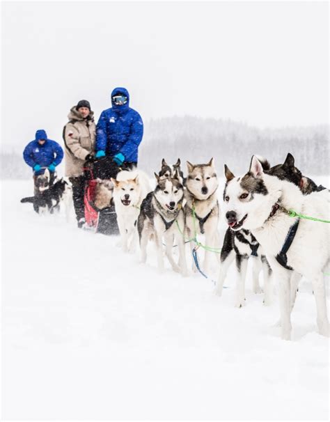 The Call Of The Wild Dog Sledding In Swedish Lapland