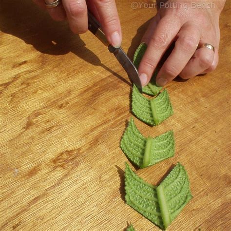 Hows To Take Leaf Cuttings