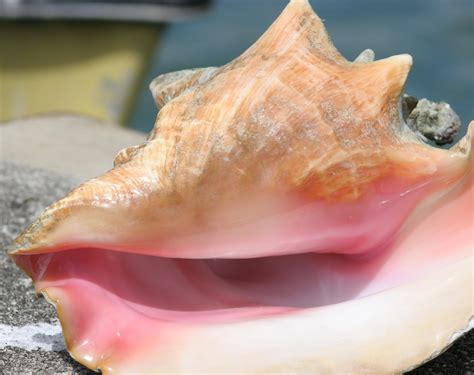 Conch Shell Nauture S Beauty Disney Vault Sea Maiden I Am Moana