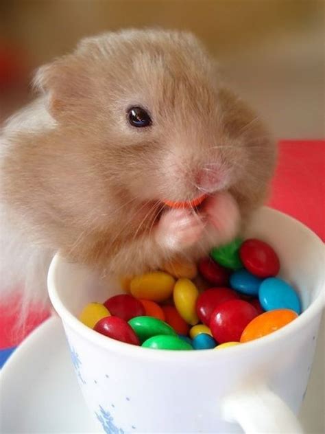 21 Adorable Animals That Are Very Much Enjoying Food Cute Hamsters