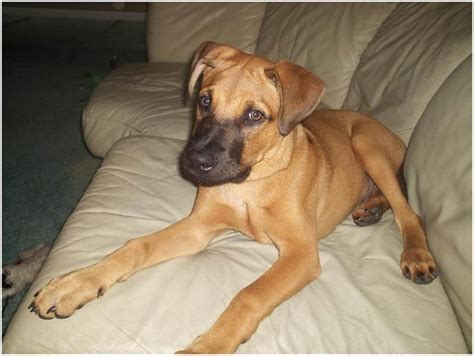 Black Mouth Cur Puppies Black Mouth Cur Info Temperament Training