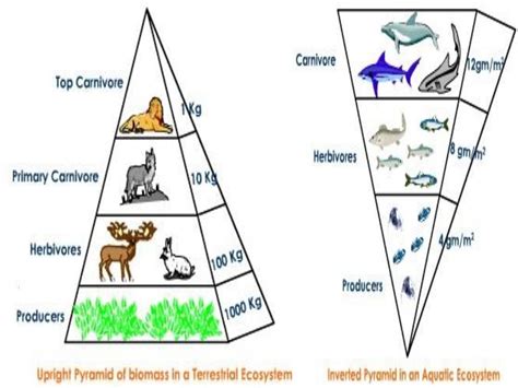 Food Chainfood Web And Ecological Pyramids