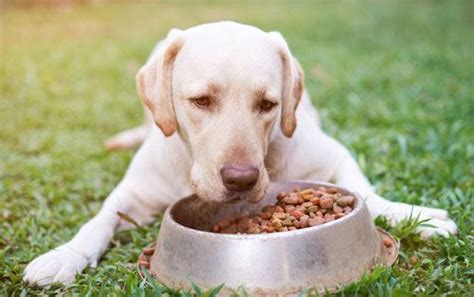 7 of the best dog foods for labrador pups. The Best Food For Labrador Dogs (2019 Edition) | Hi5Dog