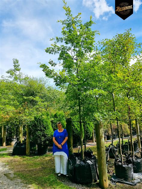 Heritage Pin Oak Easy Big Trees New Zealand