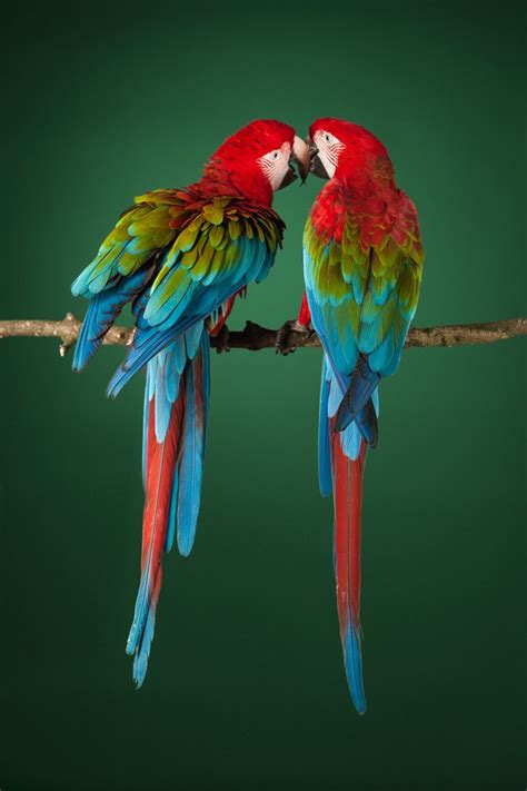 Scarlet Macaw Parrots Parrots Pet Birds Parrots Art Animals Beautiful