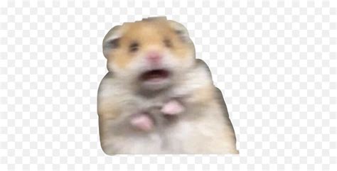 Hamster Scared Meme Sticker Scared Hamster No Background Emoji