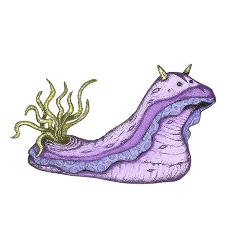 Sea Slug Drawing A Bright Colourful Sea Slug Illustration Seaslug