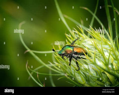 Japanese Beetle Hi Res Stock Photography And Images Alamy