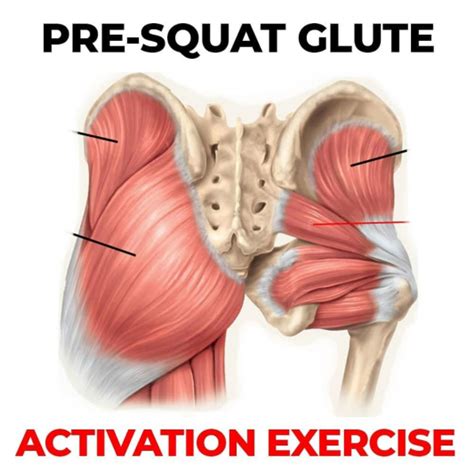 The deep back muscles, also called intrinsic or true back muscles, consist of four layers of muscles: Pin on Lower Back Pain