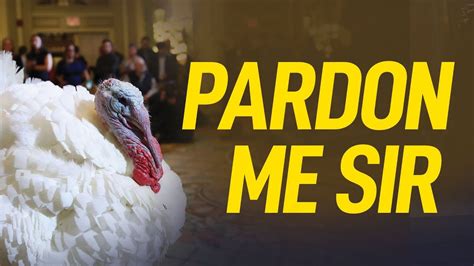 ahead of thanksgiving white house presidential pardon turkeys relax at a luxury hotel youtube