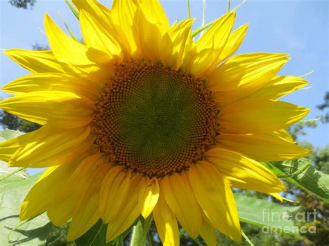 Try the suggestions below or type a new query above. Real Sunflower Photograph by Sandra Spincola