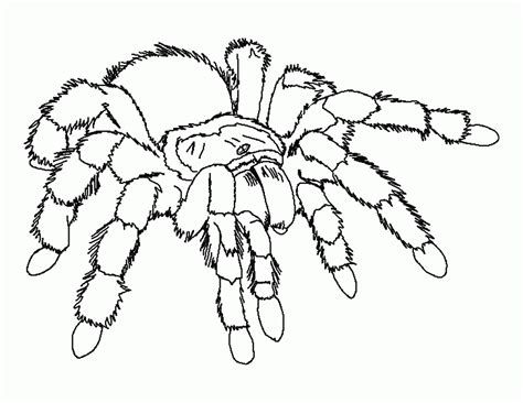 Spider Coloring Pages Printable Coloring Home