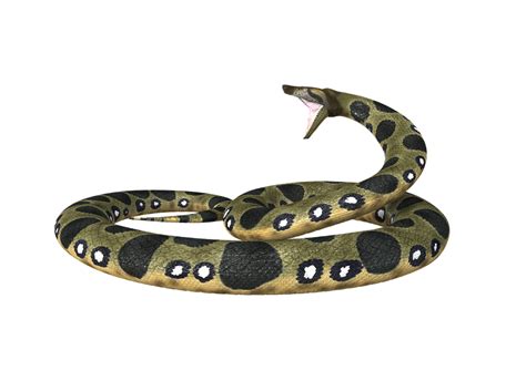 Collection Of Anaconda Png Pluspng