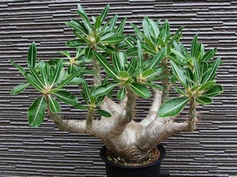 Pachypodium Cactipes Madagascan Palm Rare African Succulent 3 Se