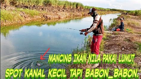Ikan nila merupakan salah satu ikan konsumsi yang cukup digemari oleh masyarakat di indonesia. Mancing IKAN NILA pakai lumut di kanal kecil ,hasilnya menajubkan. - YouTube