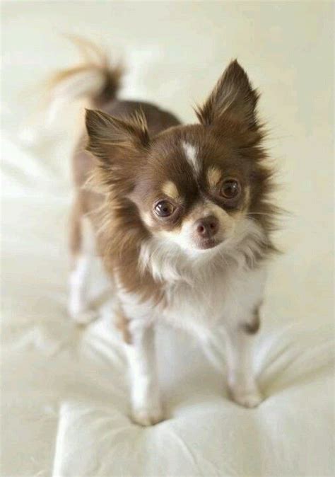Hopefully your pup will get used to. Teacup Chihuahua - 8 Facts about these Small & Adorable ...