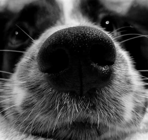 Cute Dog Nose Puppy Wallpaper Coolwallpapersme