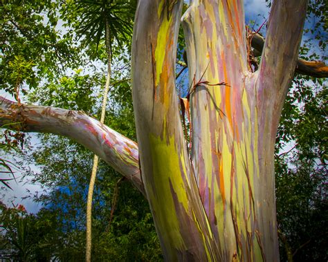 Hawaiis Natural Beauty Spotlight Rainbow Eucalyptus