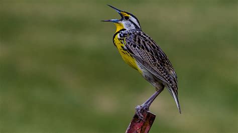 Common Songbirds Of The Pacific Northwest Complete Guide