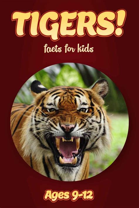 Tiger Facts Kids Non Fiction Book Ages 9 12 Clouducated
