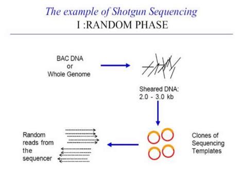 Whole Genome Shotgun Sequencing