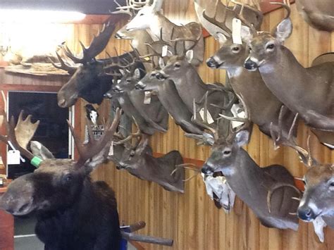 Old River Road Taxidermy