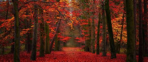 Nature Landscape Fall Red Yellow Leaves Path Trees Fairy Tale