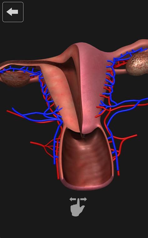 Female Reproductive System Internal Organs 3d For Android Apk Download
