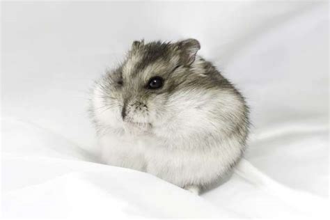Chinese Dwarf Hamster Or American Poll Results Dwarf Hamsters Fanpop