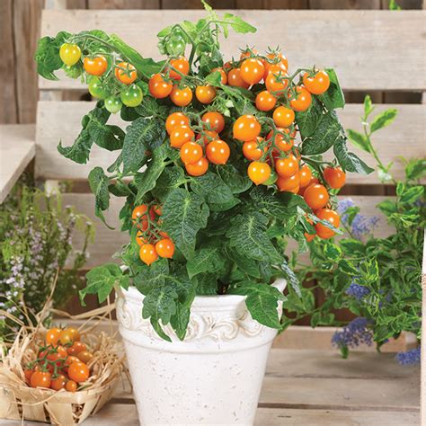 Heartbreakers™ Twiggy Orange Hybrid Tomato Cherrygrape Tomato Seeds