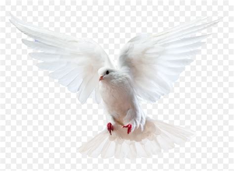Columbidae Bird Doves As Symbols Domestic Pigeon Holy Spirit Dove Png