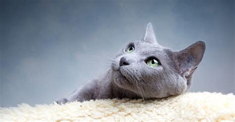 Korat Vs Russian Blue Cat Key Differences Explained A Z Animals