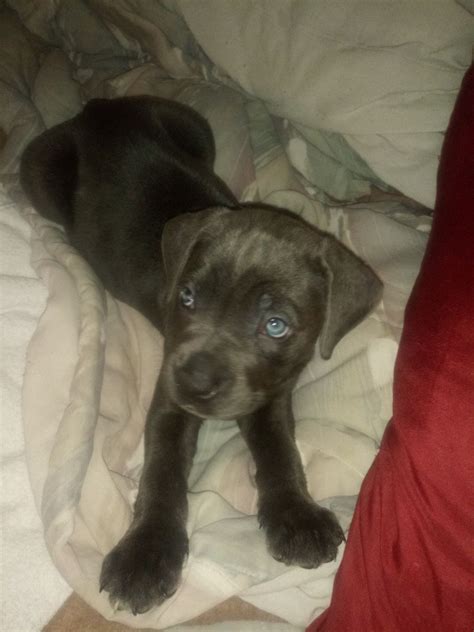 Visit us now to find your dog. 63+ Brindle Grey Cane Corso Puppies in 2020 (With images ...