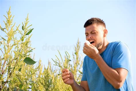 Man With Ragweed Branch Suffering From Allergy On Sunny Day Stock Photo