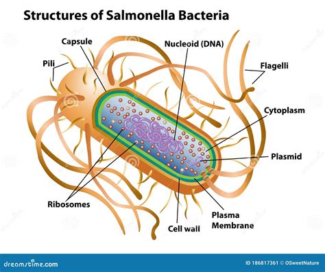 Salmonella Cell Structures And Anatomy Stock Vector Illustration Of