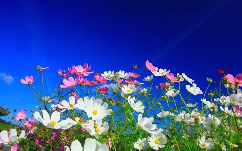 Perfect screen background display for desktop, iphone, pc, laptop, computer. flowers, Nature, White Flowers, Pink Flowers, Cosmos ...