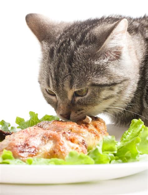Cat Eating Chicken Wings Stock Image Image Of Eyes Domestic 27666677