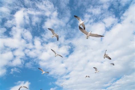 Group Seagulls Are Flying On The Cloud Blue Sky Stock Photo Image Of