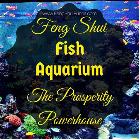 7 Fish Aquarium Feng Shui Benefits 15 Dos And 6 Donts Feng Shui