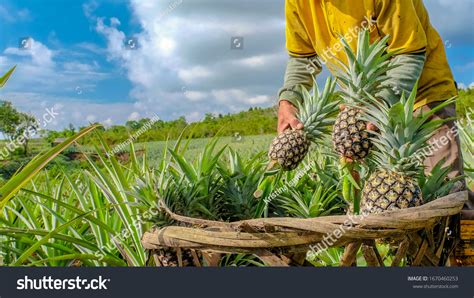 27800 Pineapple Farm Images Stock Photos And Vectors Shutterstock