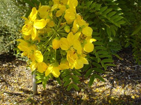 Cassia Leptophylla Gold Medallion Tree Plantmaster