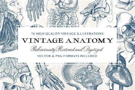 76 Ilustraciones De Anatomía Vintage Vector Y Imágenes Png Etsy España
