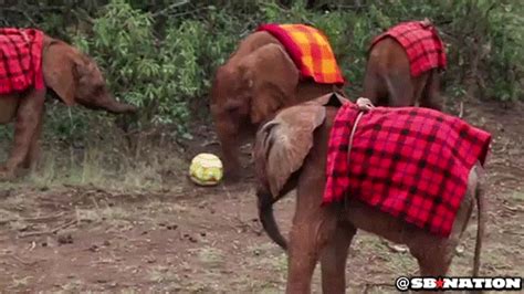These Baby Elephants Playing Soccer Are Too Adorable