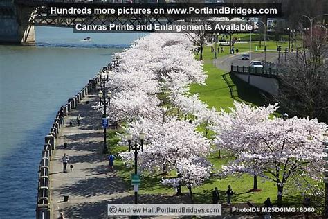 Portland Waterfront Cherry Blossoms From Steel Bridge Photo M25d0img18060