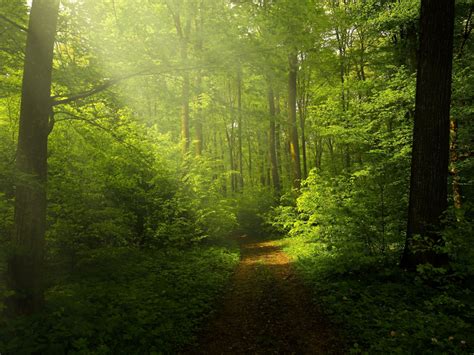 Wallpaper Green Forest Woods Trails Pathway Sunrays Through Trees
