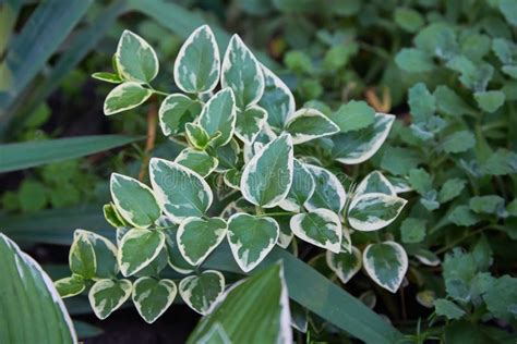Euonymus Fortunei Emerald Gaiety Variegated Green And White Stock Photo