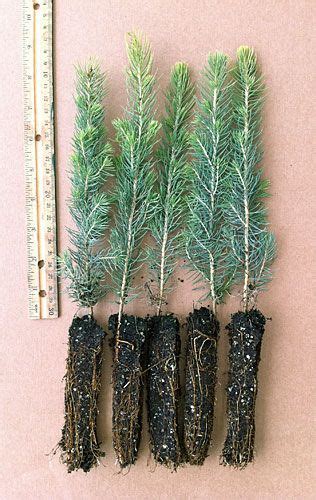 Colorado Blue Spruce Plug Seedlings 5 Pack Shown