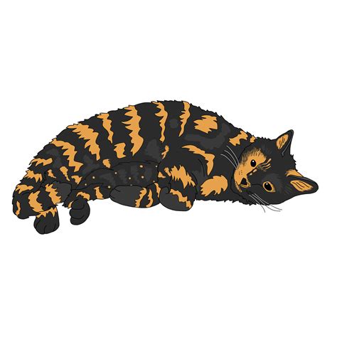 Cat Tortoiseshell Cute Free Image On Pixabay