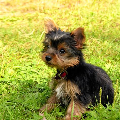 Wallpaper Yorkshire Terrier Puppy Baby Dog Grass